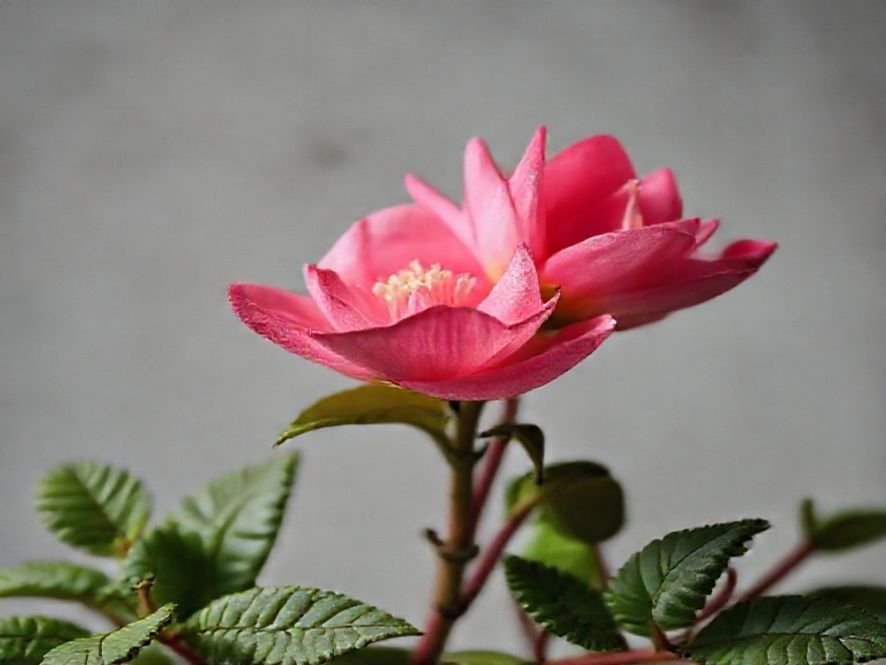 Cadeira de Linho Rosa: É Resistente a Manchas e Desgaste Diário por Uso?