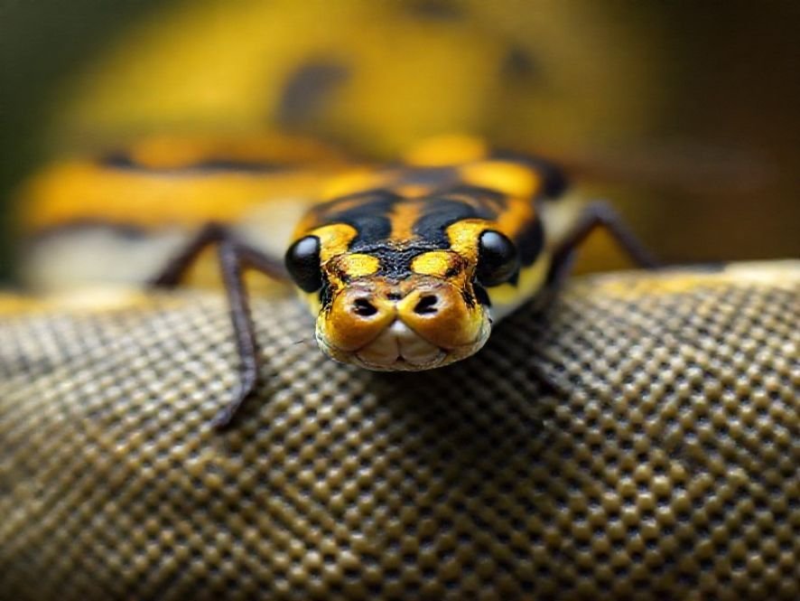 Cadeira Encosto 150°: A Python Fly É o Modelo Mais Vendido na Categoria Relaxamento?