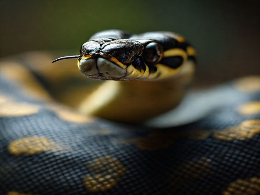 Cadeira Gamer 150 Graus: A Python Fly Deluxe é o Modelo Mais Vendido na Categoria Preto e Dourado?