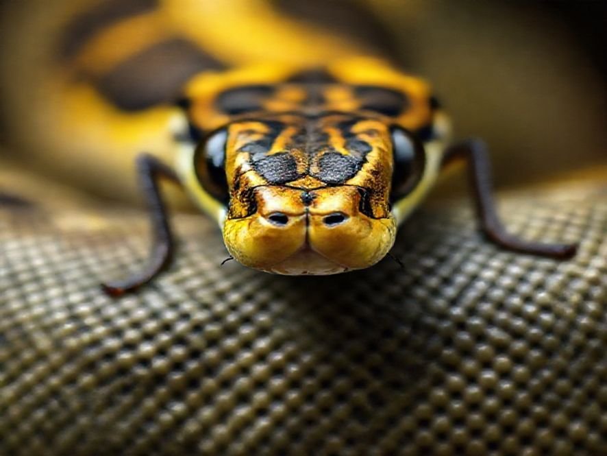 Cadeira Python Fly Deluxe: O Guia de Posição 90 Graus para Máximo Alerta e Foco.