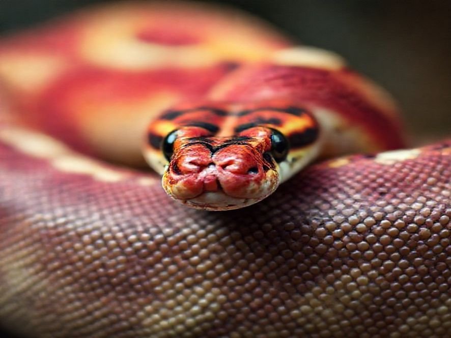 Cadeira Python Fly Rosa: Preço, Onde Comprar e Melhores Ofertas do Ano