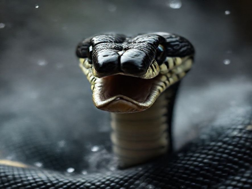 Conforto que Dura: A Vantagem da Espuma de Alta Densidade na Cadeira BlackMamba