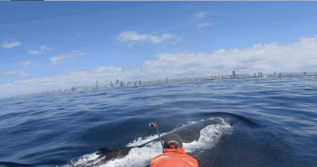 Biólogos registram rêmoras pegando carona em baleia-jubarte na costa da Austrália - Imagem do artigo