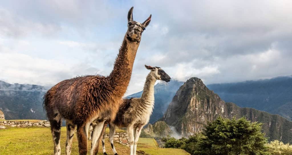Diferença entre lhamas e alpacas: tamanho e pelagem - Imagem do artigo