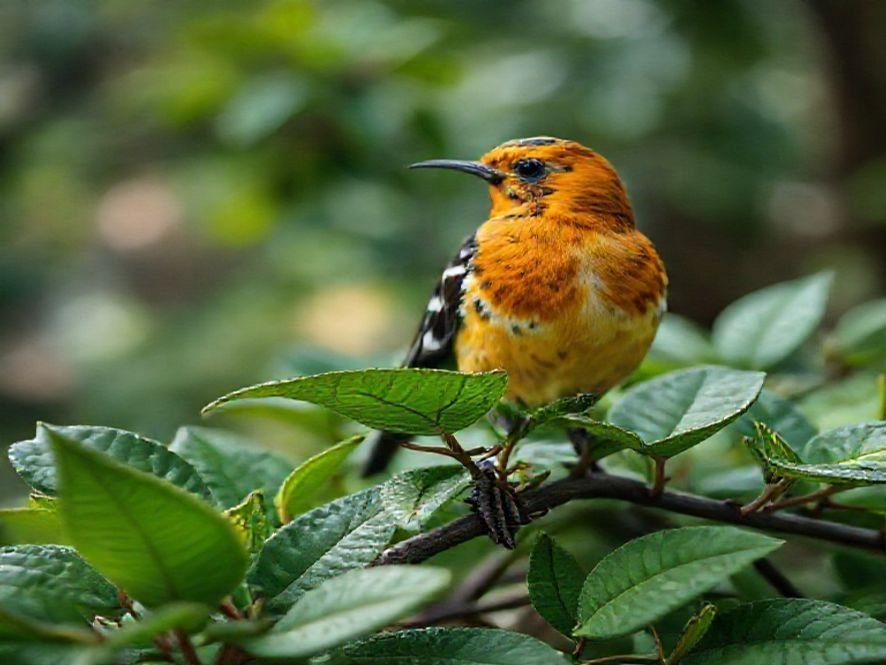 Guia de Montagem Simples: Cadeira LarkLeaves Ergonômica Passo a Passo (Braços Rebatíveis)