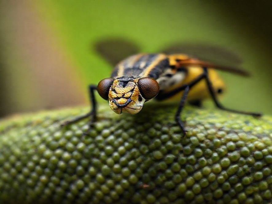 Python Fly Deluxe: É a Cadeira Mais Silenciosa no Ajuste de Inclinação (90-150°)?