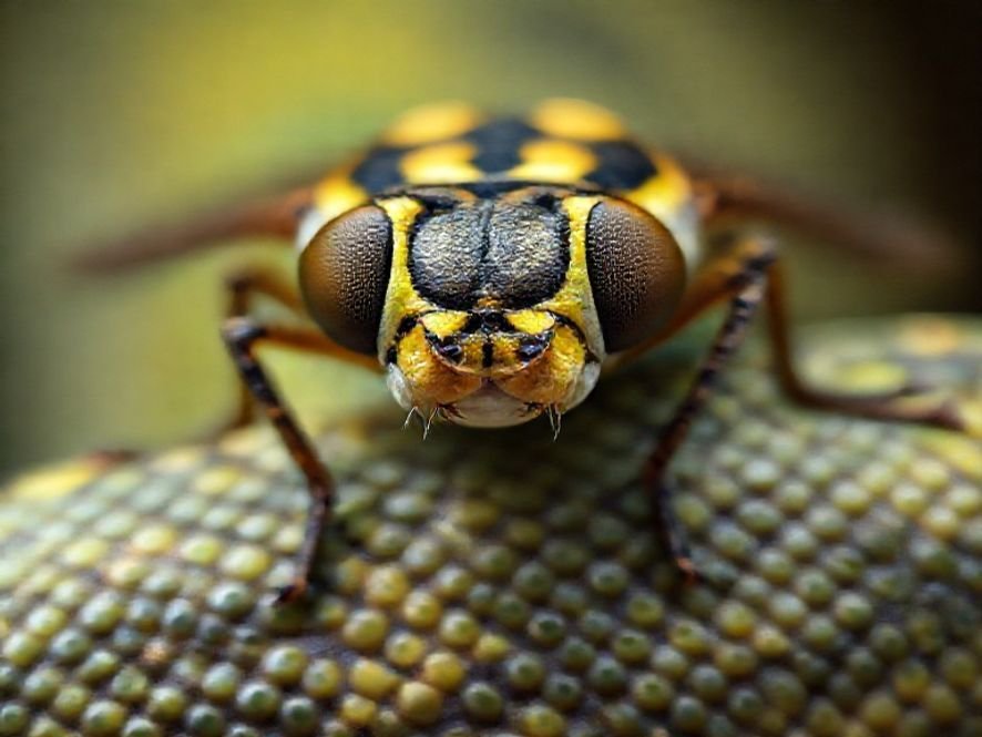 Python Fly: O Design Ergonômico para Proteger a Coluna e o Cóccix.