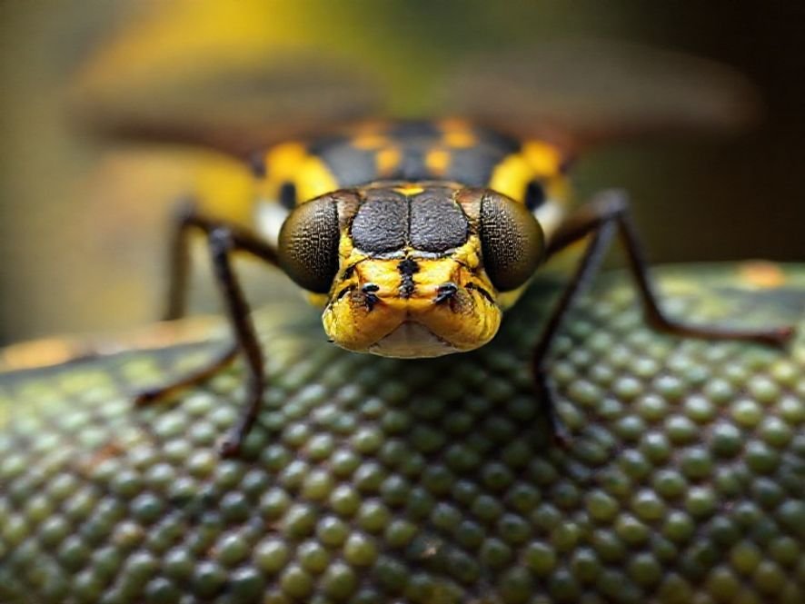 Cadeira Python Fly: O Que o Design Ergonômico Diz Sobre a Sua Imagem de Desempenho.