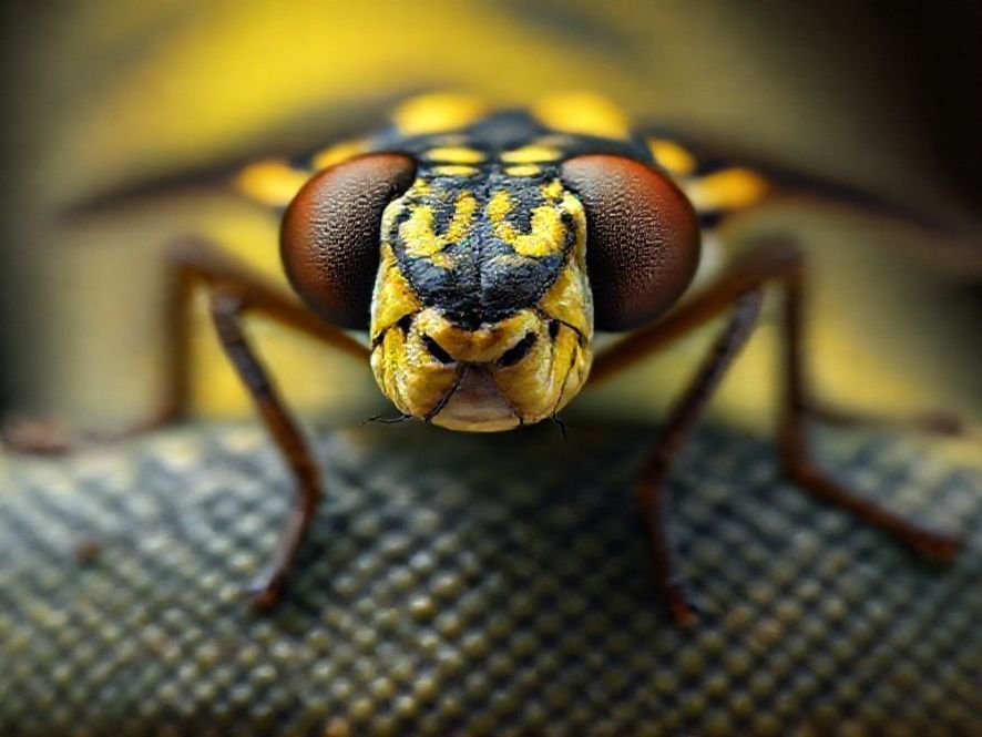 Python Fly: Ideal para Ambientes com Decoração Gamer, Profissional ou Sofisticada?