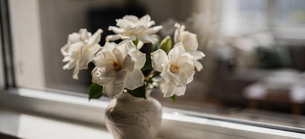 Flores mais perfumadas: conheça espécies campeãs de aroma - Imagem do artigo