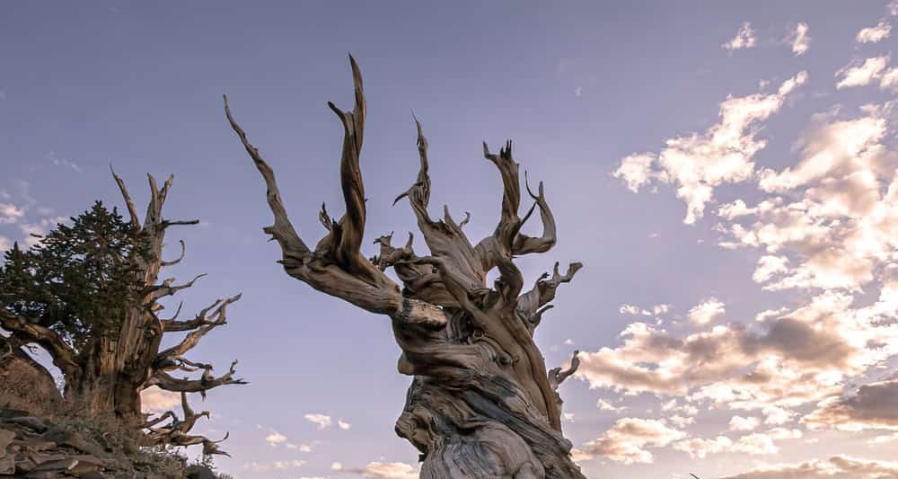 Árvore mais antiga do mundo nasceu antes das Pirâmides - Imagem do artigo